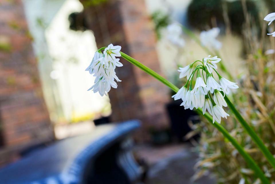An Capall Dubh B&B Dingle Bagian luar foto